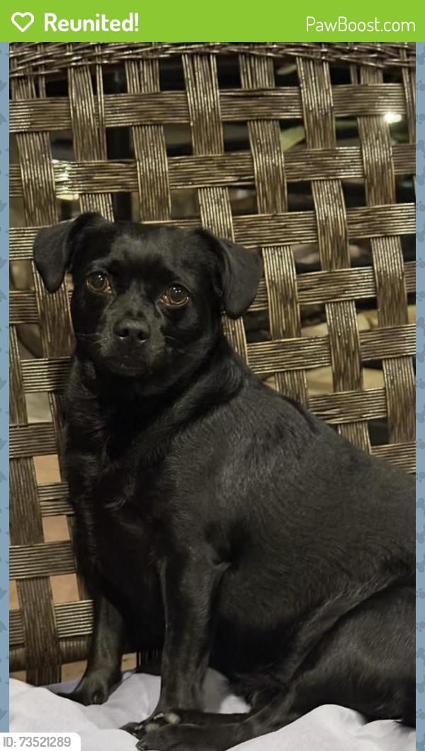 Reunited Female Dog last seen Chianti court and winding brook west, Sugar Land, TX 77479