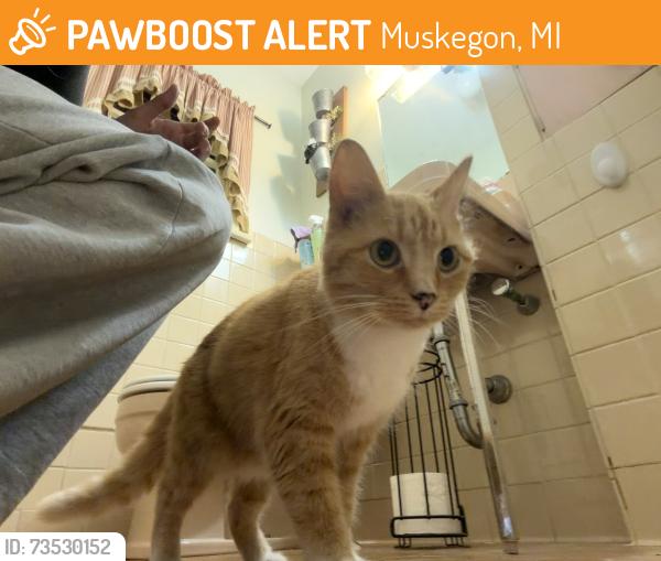 Found/Stray Female Cat last seen W dale ave, Muskegon, MI 49441