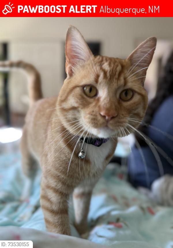 Lost Male Cat last seen Vulcan Rd NW, Albuquerque, NM 87120