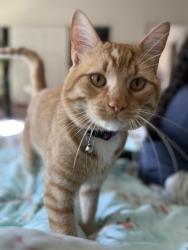 Lost Male Cat last seen Vulcan Rd NW, Albuquerque, NM 87120