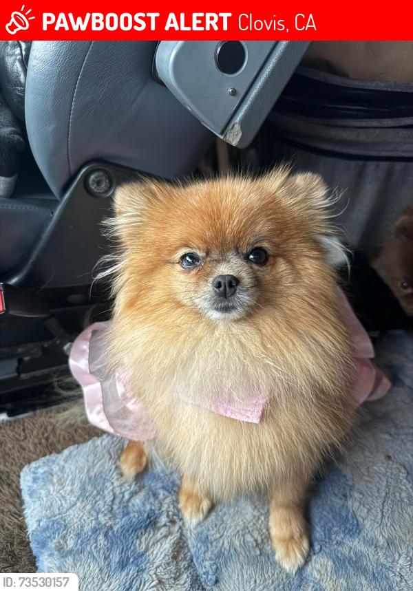 Lost Female Dog last seen Menlo between Sunnyside and Clovis Ave., Clovis, CA 93612