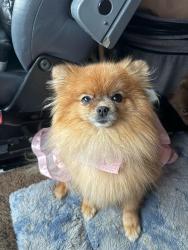 Lost Female Dog last seen Menlo between Sunnyside and Clovis Ave., Clovis, CA 93612