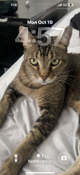 Lost Male Cat last seen Shadowridge and cottagehill dr, Orange, CA 92867
