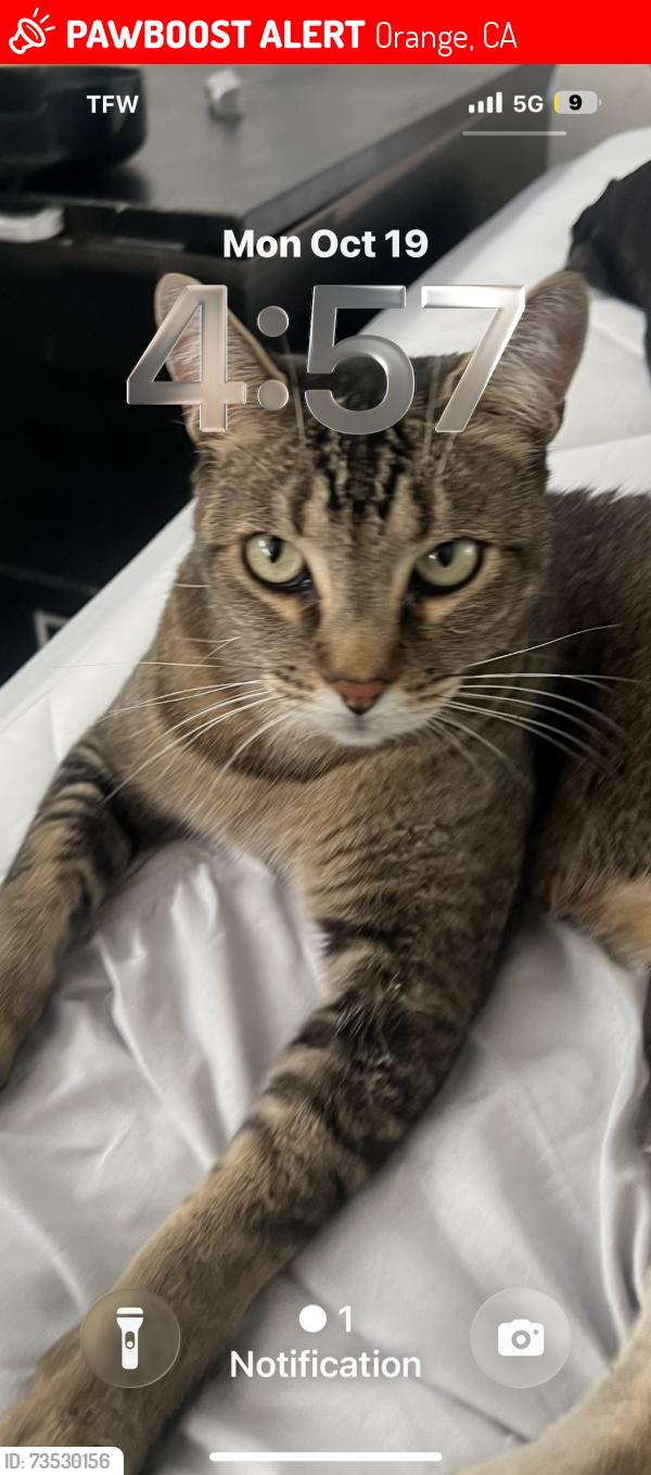 Lost Male Cat last seen Shadowridge and cottagehill dr, Orange, CA 92867