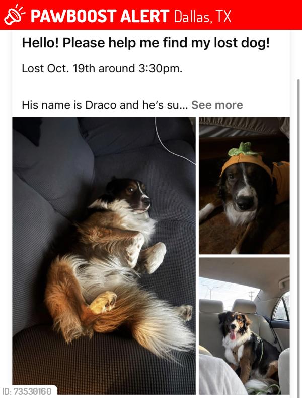 Lost Male Dog last seen leaning oaks/ alta mesa dr, Dallas, TX 75241