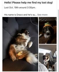 Lost Male Dog last seen leaning oaks/ alta mesa dr, Dallas, TX 75241