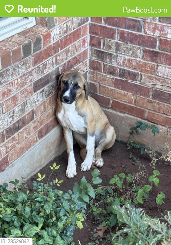 Reunited Female Dog last seen NW 164th St and MacArthur, Edmond, OK 73013