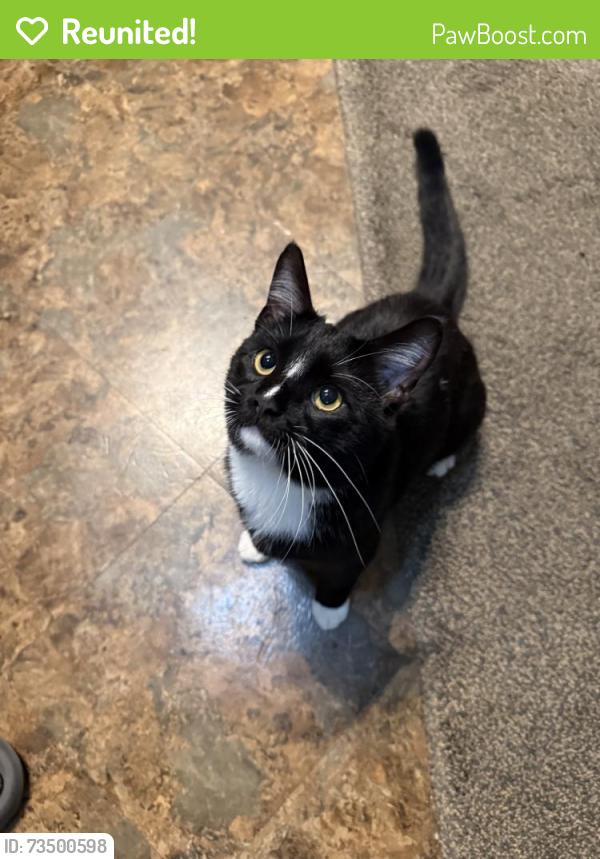 Reunited Male Cat last seen Wesley Amaker Rd, York, SC 29745, USA, York, SC 29745