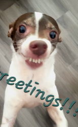Lost Male Dog last seen Vernon and Arlington, Los Angeles, CA 90008