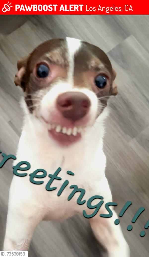Lost Male Dog last seen Vernon and Arlington, Los Angeles, CA 90008