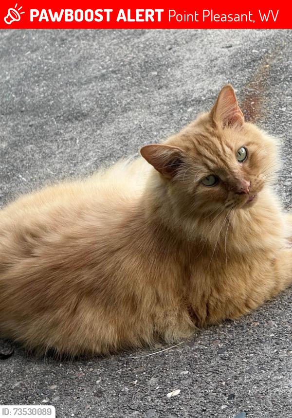Lost Male Cat last seen 22nd Street and 2000-block of Mt. Vernon Avenue, Point Pleasant, WV 25550