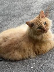 Lost Male Cat last seen 22nd Street and 2000-block of Mt. Vernon Avenue, Point Pleasant, WV 25550