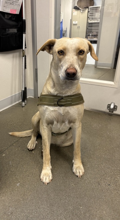 Shelter Stray Female Dog last seen S Rainbow Rte & E Kings Canyon Rd, Sanger Zone Fresno CO 4 93657, CA, 1510 W Dan Ronquillo Dr, Fresno, CA 93706, USA