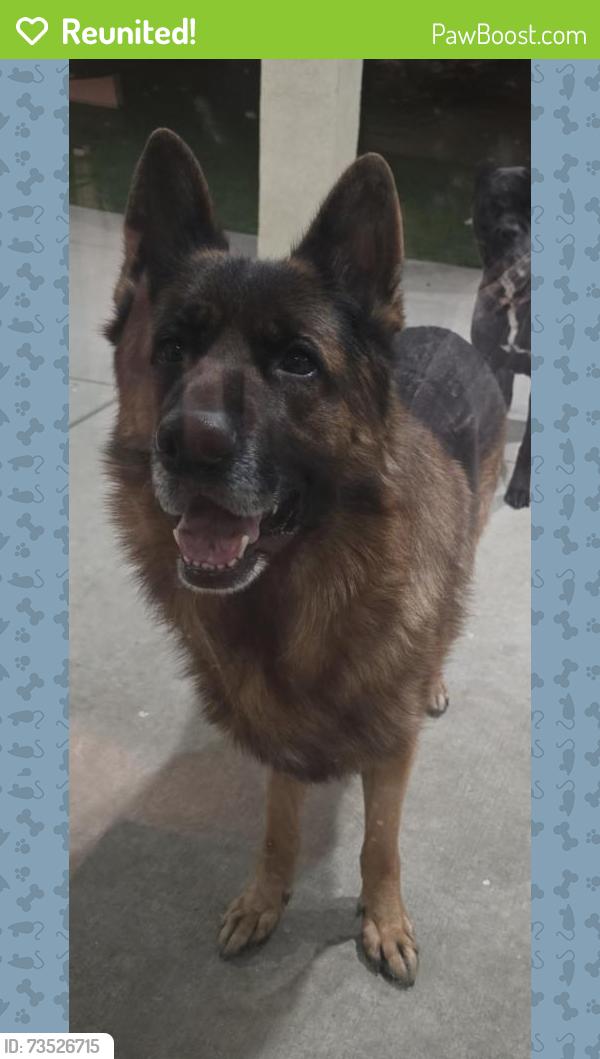 Reunited Male Dog last seen 35th Street East & Avenue J, Lancaster, CA 93535