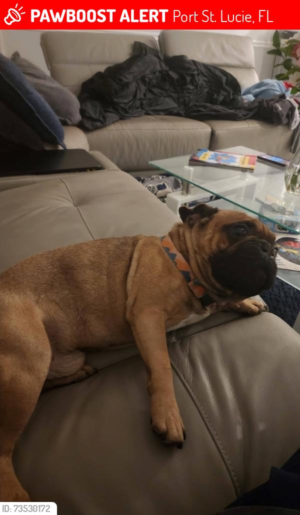 Lost Male Dog last seen Torino Parkway, Port St. Lucie, FL 34986