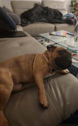 Lost Male Dog last seen Torino Parkway, Port St. Lucie, FL 34986