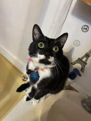 Lost Male Cat last seen Dacusville Area, Easley, SC 29640