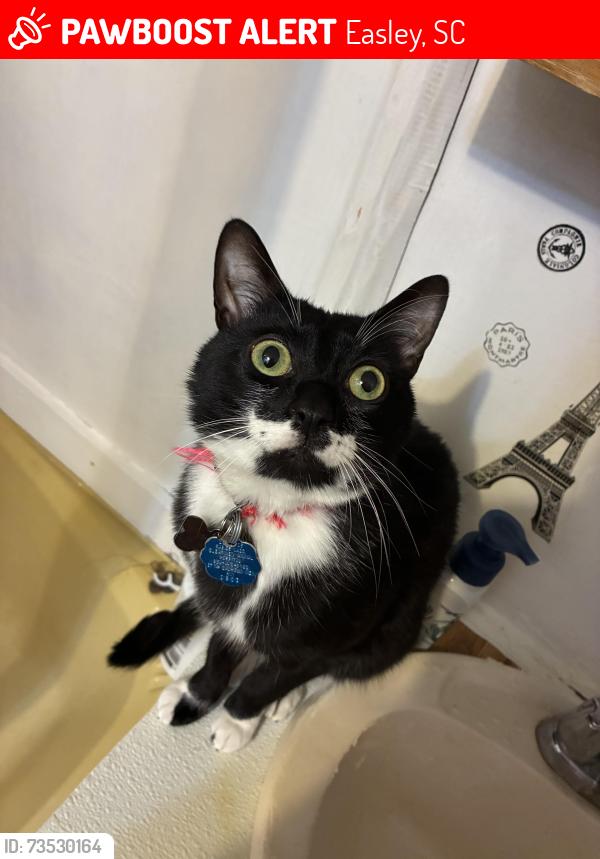Lost Male Cat last seen Dacusville Area, Easley, SC 29640