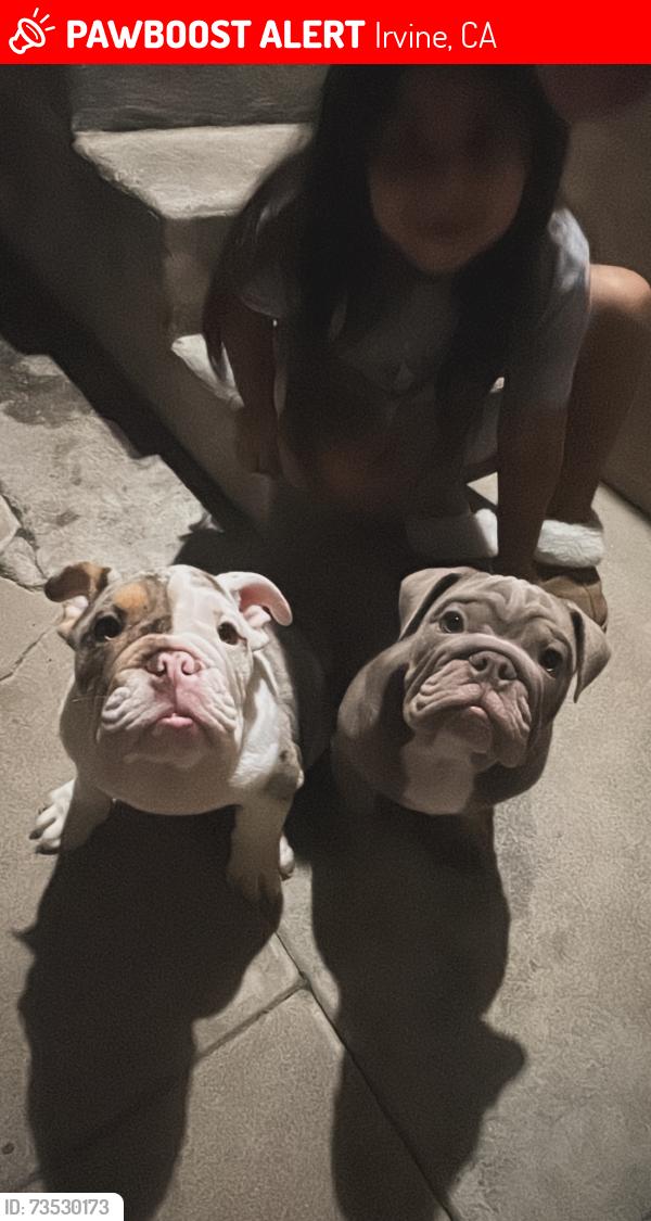 Lost Male Dog last seen Culver & Michelson, Irvine, CA 92612