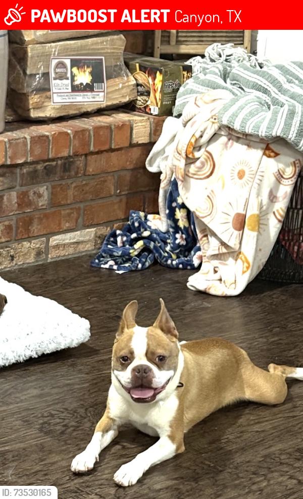Lost Male Dog last seen 4th Ave and FosterLn, Canyon, TX 79015