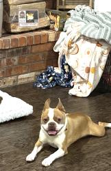 Lost Male Dog last seen 4th Ave and FosterLn, Canyon, TX 79015