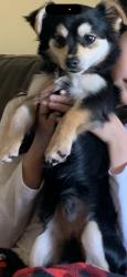 Lost Male Dog last seen S Pine St and W south St, Anaheim, CA 92805