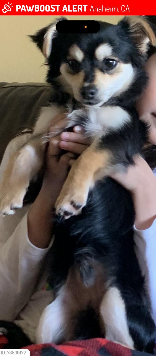 Lost Male Dog last seen S Pine St and W south St, Anaheim, CA 92805