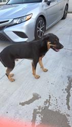 Found/Stray Male Dog last seen Santa maria & Santa cruz, Tucson, AZ 85706