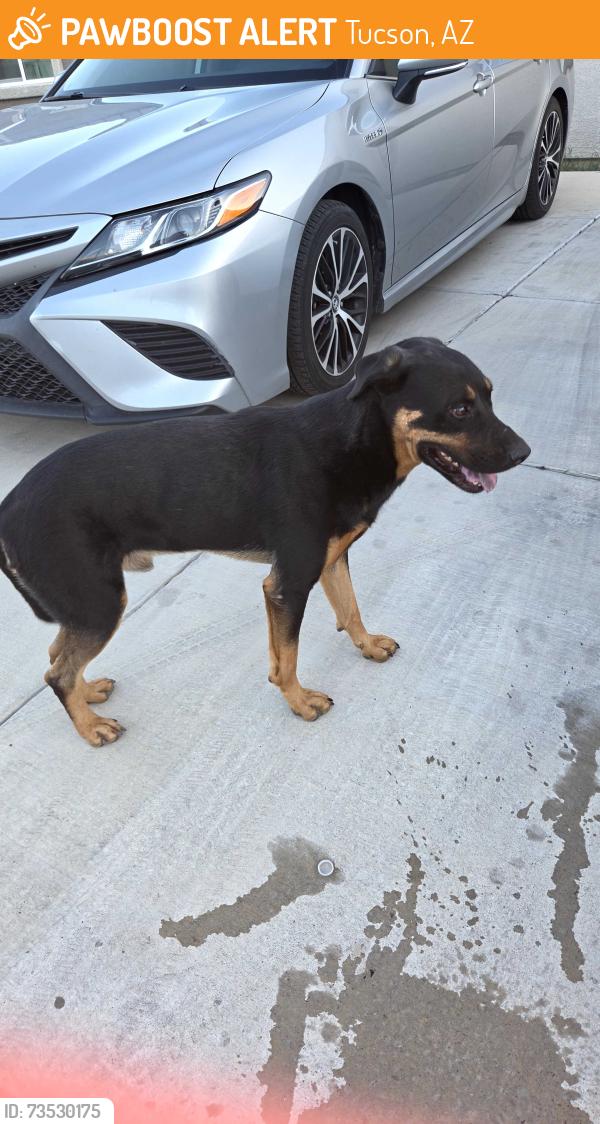 Found/Stray Male Dog last seen Santa maria & Santa cruz, Tucson, AZ 85706