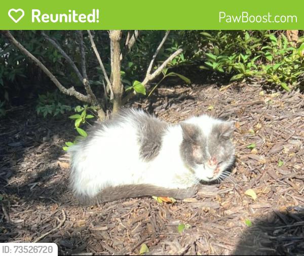 Reunited Female Cat last seen Steward Tower, Laurel, MD 20707