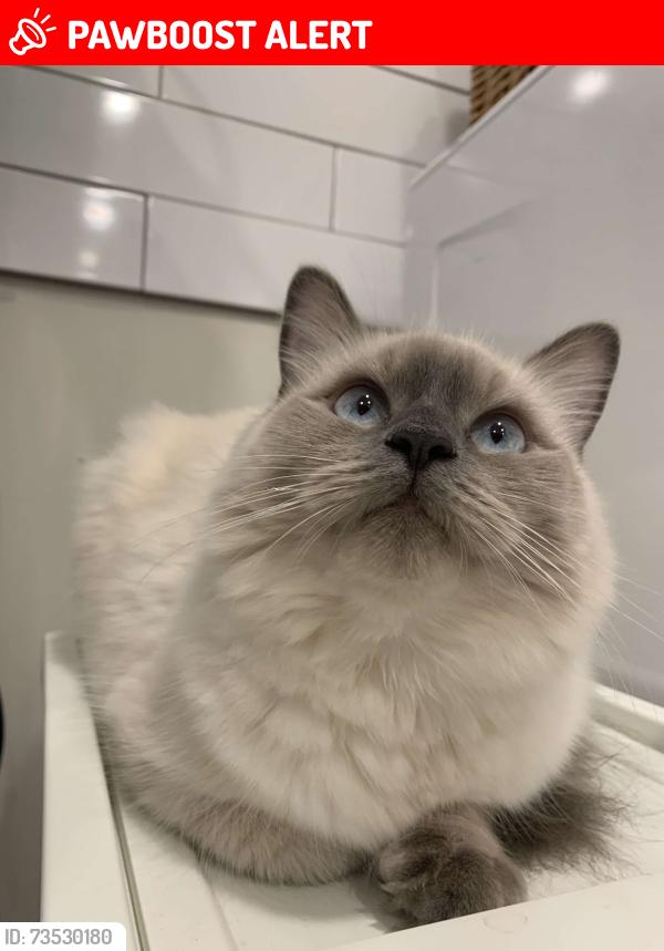 Lost Female Cat last seen rue Pierre-Caise and rue Gaudette, Saint-Jean-sur-Richelieu, QC 