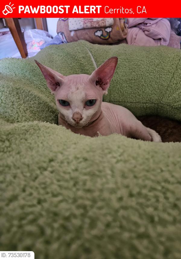 Lost Male Cat last seen Vickie and carolyn st, Cerritos, CA 90703