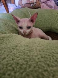 Lost Male Cat last seen Vickie and carolyn st, Cerritos, CA 90703