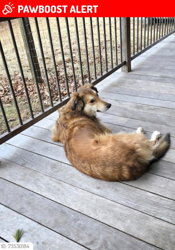 Lost Female Dog last seen Church road, and Cashtown rd, Franklin Township, PA 17353
