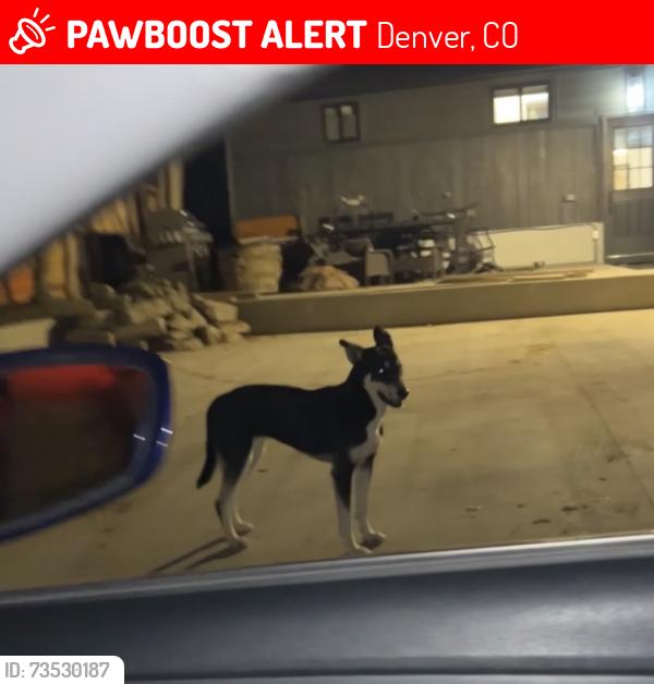 Lost Female Dog last seen 26th and Elm, Denver, CO 80207