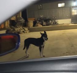 Lost Female Dog last seen 26th and Elm, Denver, CO 80207