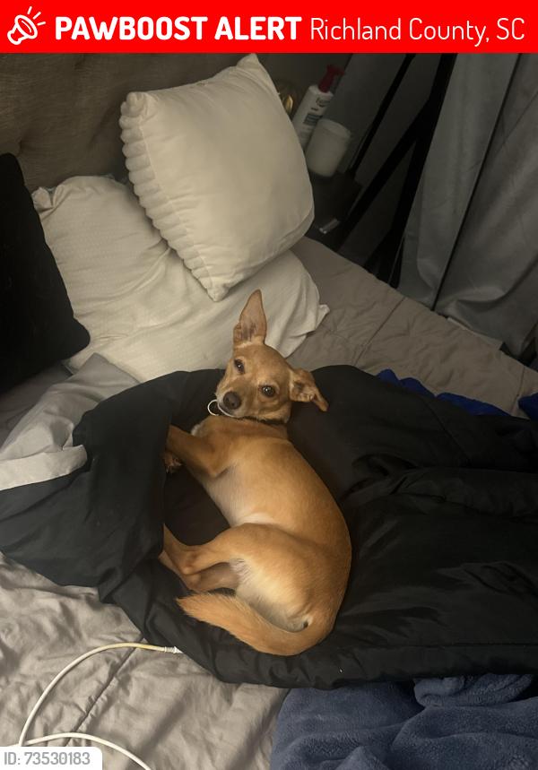 Lost Male Dog last seen Cranley rd and Cranley ct, Richland County, SC 29229