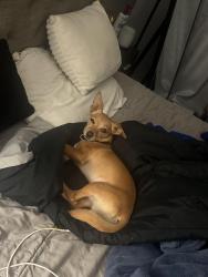 Lost Male Dog last seen Cranley rd and Cranley ct, Richland County, SC 29229