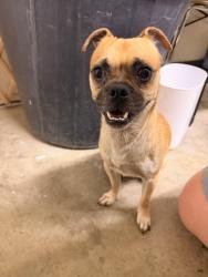 Found/Stray Male Dog last seen First st and Cedar, Riverside, CA 92501