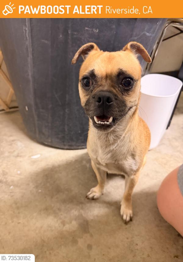 Found/Stray Male Dog last seen First st and Cedar, Riverside, CA 92501