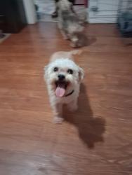 Reunited Male Dog last seen Milan Ave, University City, MO 63130