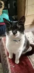 Lost Female Cat last seen Liberty st, Erie, PA 16507