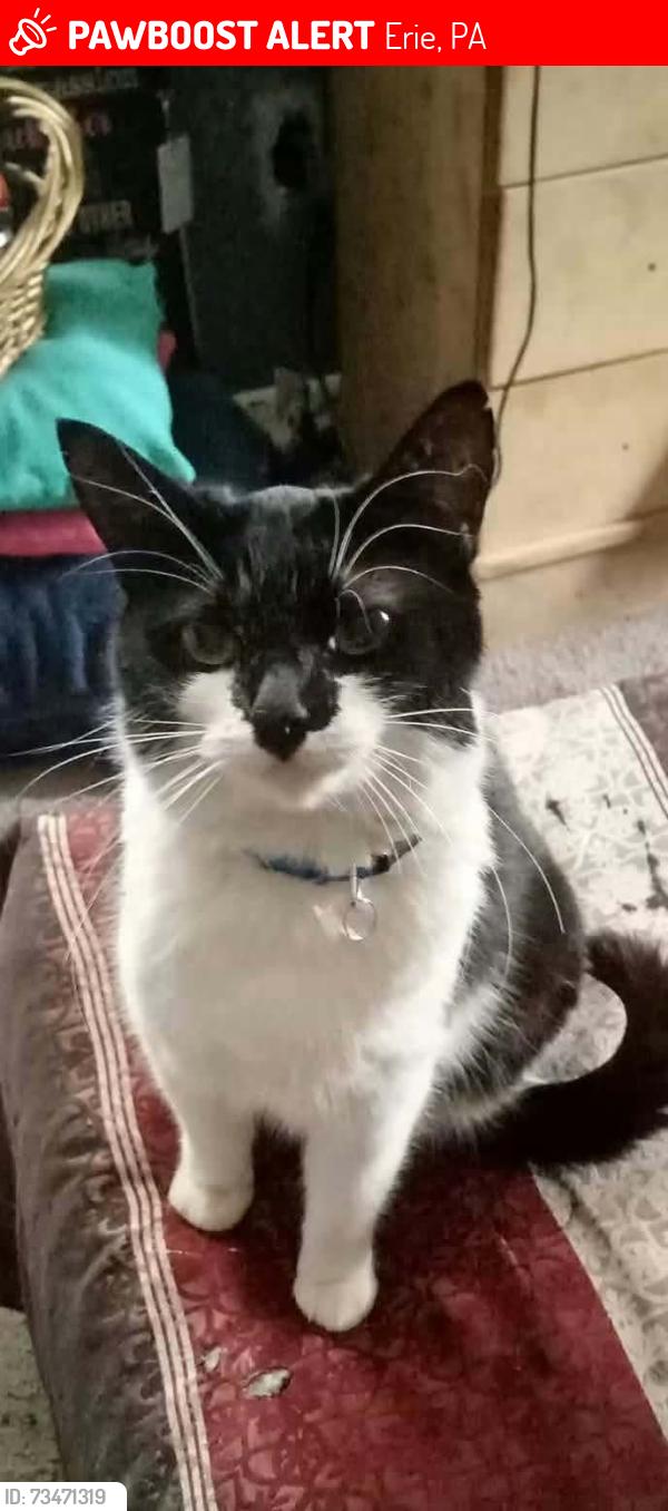 Lost Female Cat last seen Liberty st, Erie, PA 16507