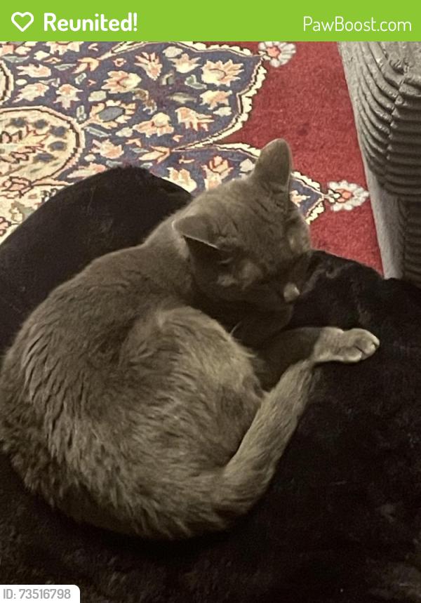 Reunited Female Cat last seen Green hill crossing drive, Haymarket, VA 20169