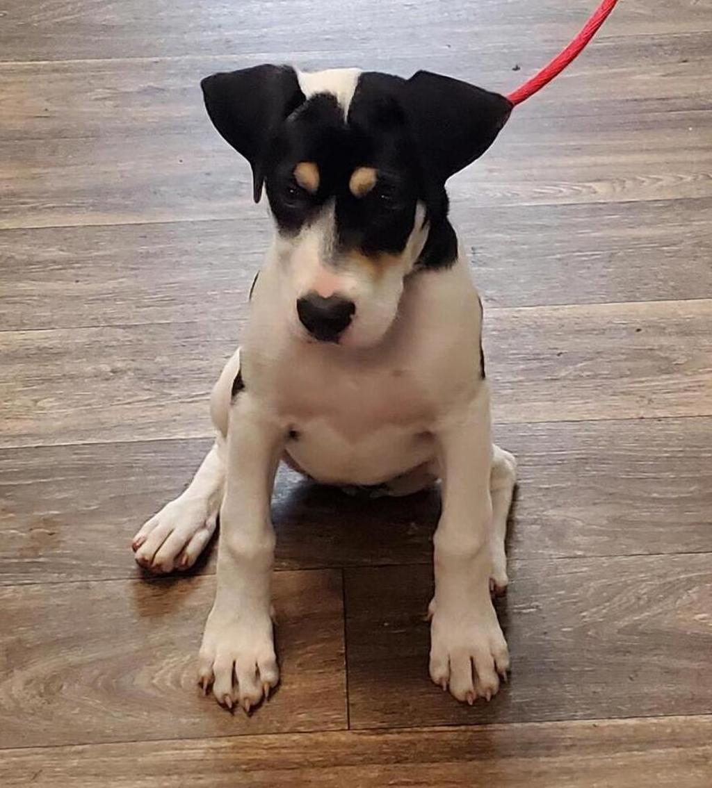 Shelter Stray Female Dog last seen Near Midvale Drive, San Diego, CA, 92105, 5500 Gaines St, San Diego, CA 92110, USA