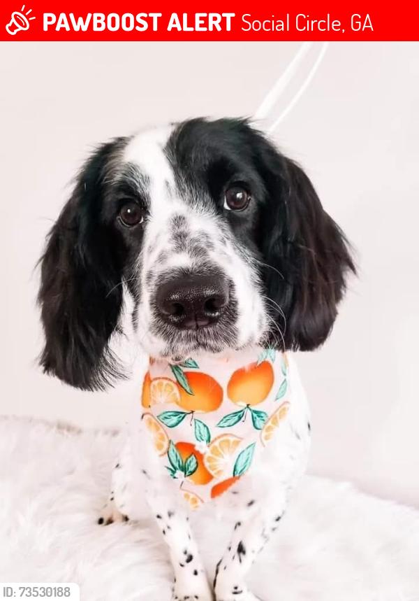 Lost Female Dog last seen Alcovy Trestle Road, Social Circle, GA 30025