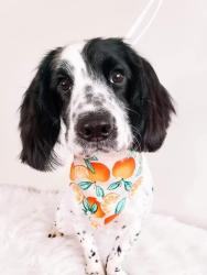Lost Female Dog last seen Alcovy Trestle Road, Social Circle, GA 30025