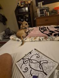 Reunited Male Dog last seen Sam Houston Prwy S / Forum Dr., Houston, TX 77074