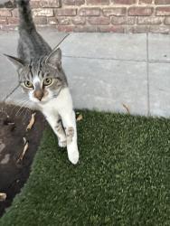 Found/Stray Unknown Cat last seen E fountain way and N eighth Street, Fresno, CA 93702