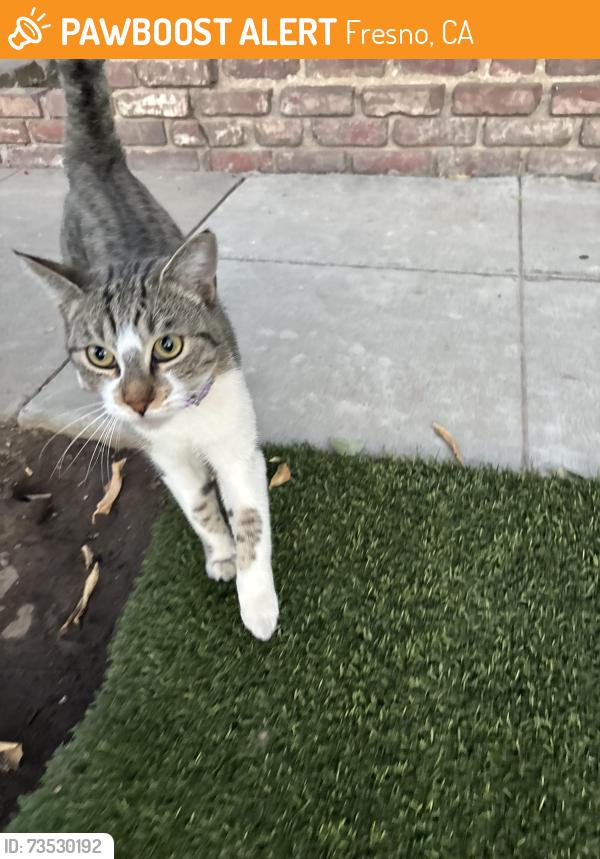 Found/Stray Unknown Cat last seen E fountain way and N eighth Street, Fresno, CA 93702